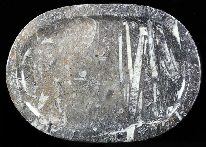 / Fossil Orthoceras & Goniatite Plate - Stoneware #40385